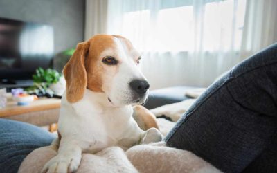 The Importance of HVAC Maintenance for Pet Owners